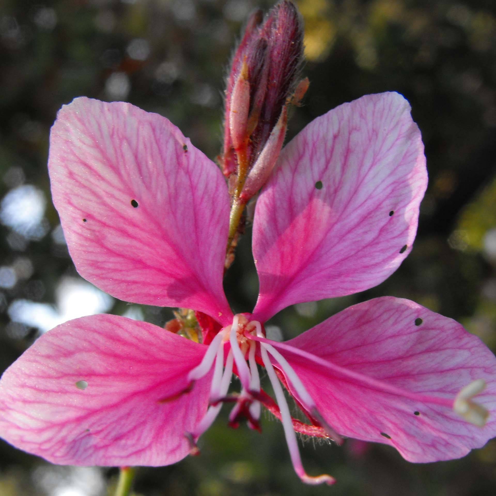 Gaura lindheimeri rose Siskiyou pink Godet de 8/9 cm