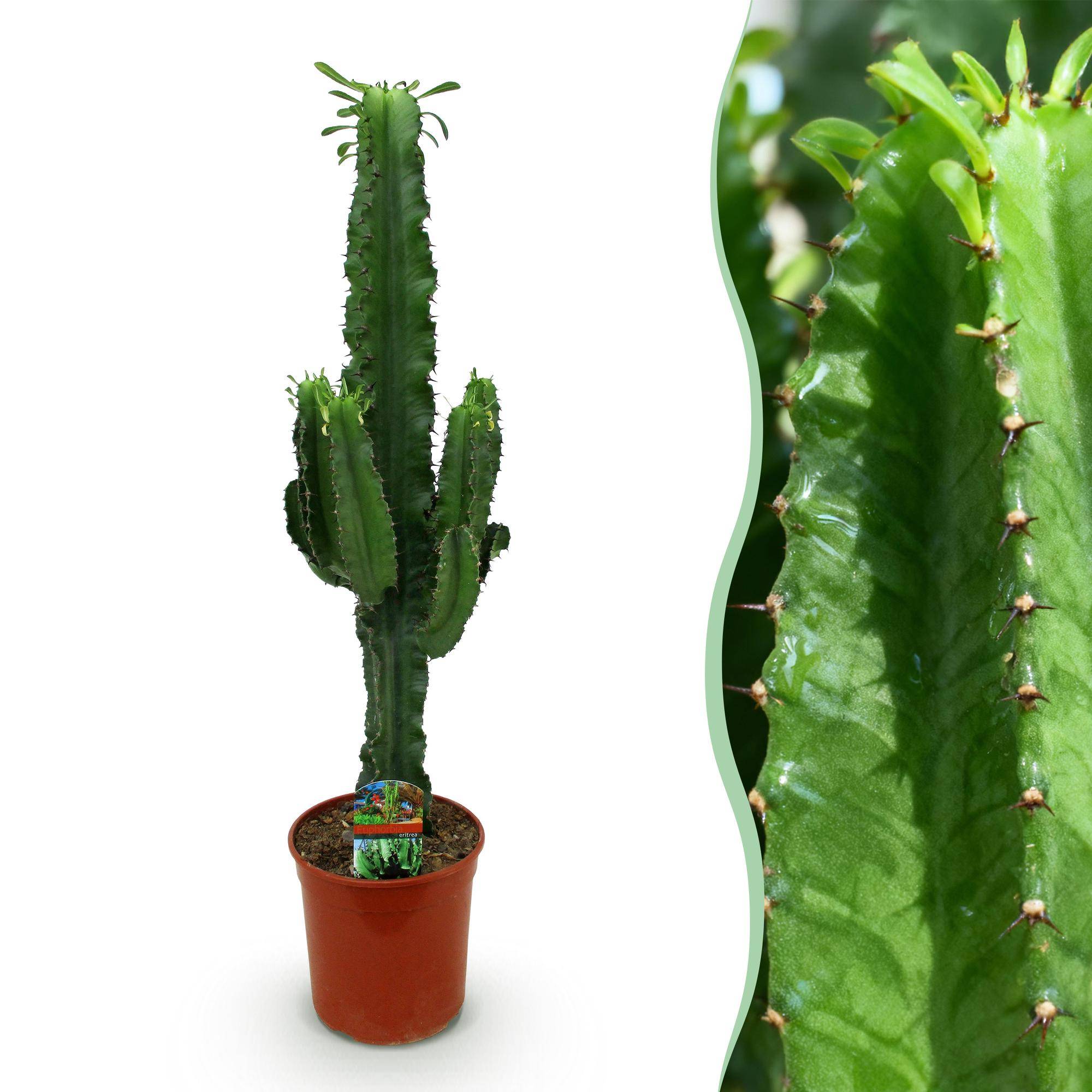 Euphorbia eritrea - Arbre à lait africain - Pot de 19cm - Hauteur 70cm - 1 plante - Plantes d'intérieur - Image 1