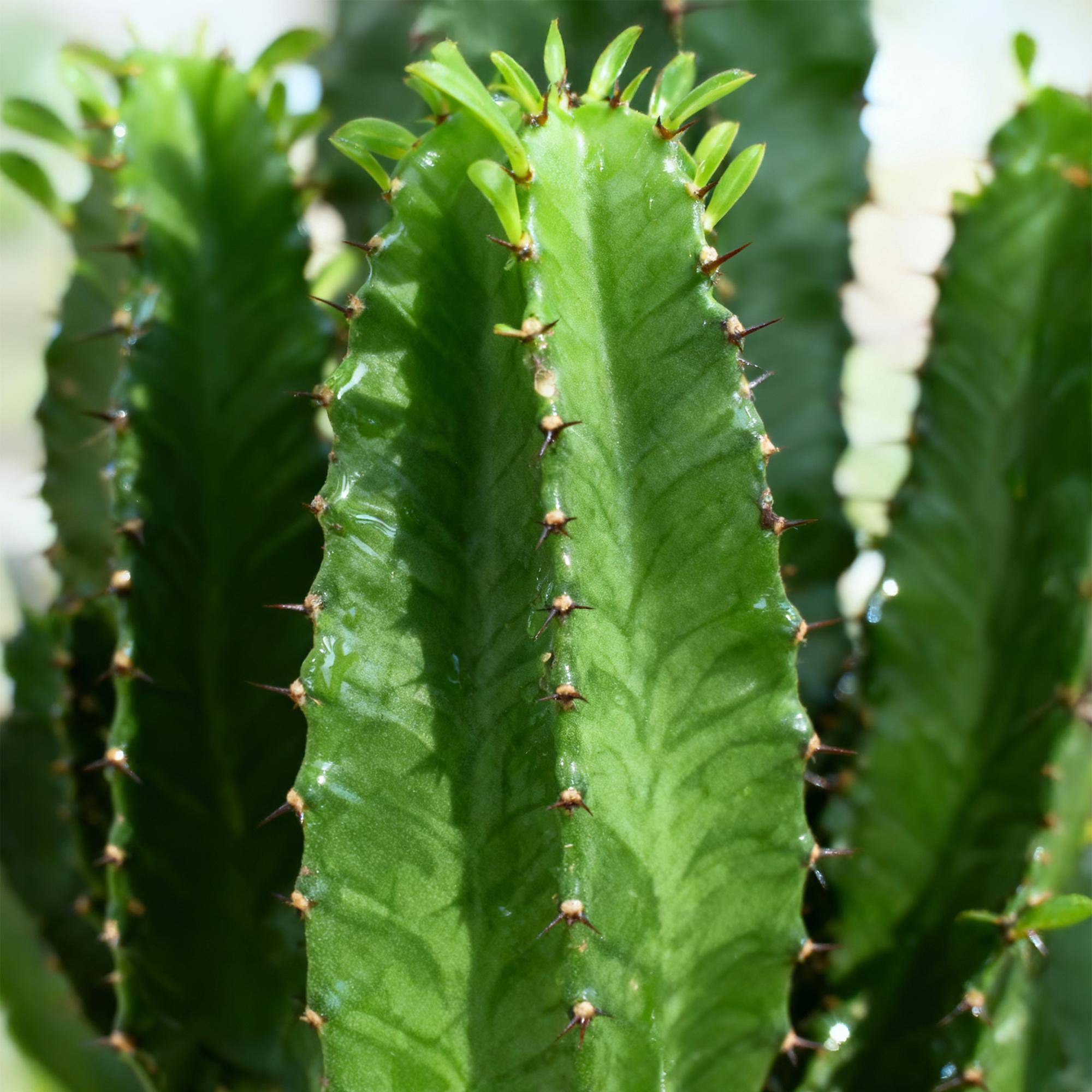 Euphorbia eritrea - Arbre à lait africain - Pot de 19cm - Hauteur 70cm - 1 plante - Plantes d'intérieur - Image 5