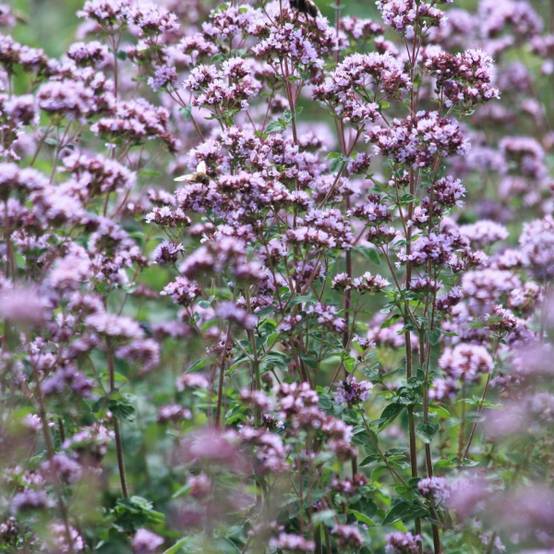 Origan - Origanum vulgare Compactum Pot de 1,5L/2L