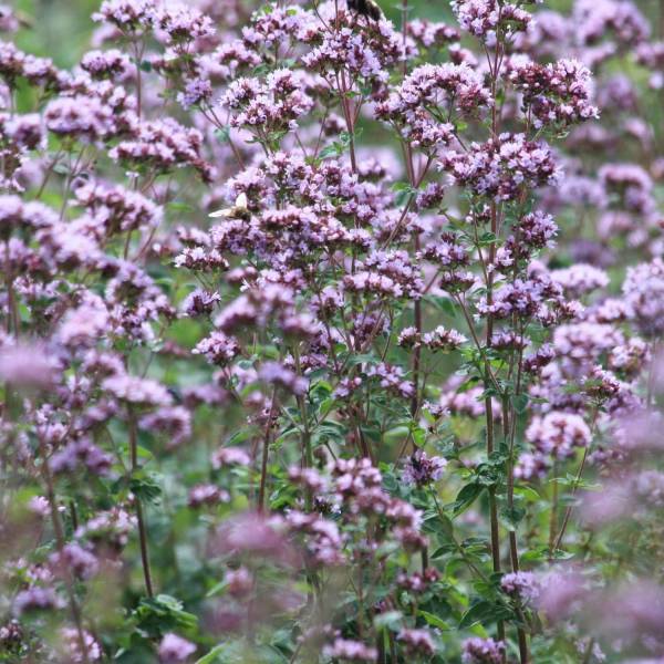 Origan - Origanum vulgare Compactum Pot de 1,5L/2L