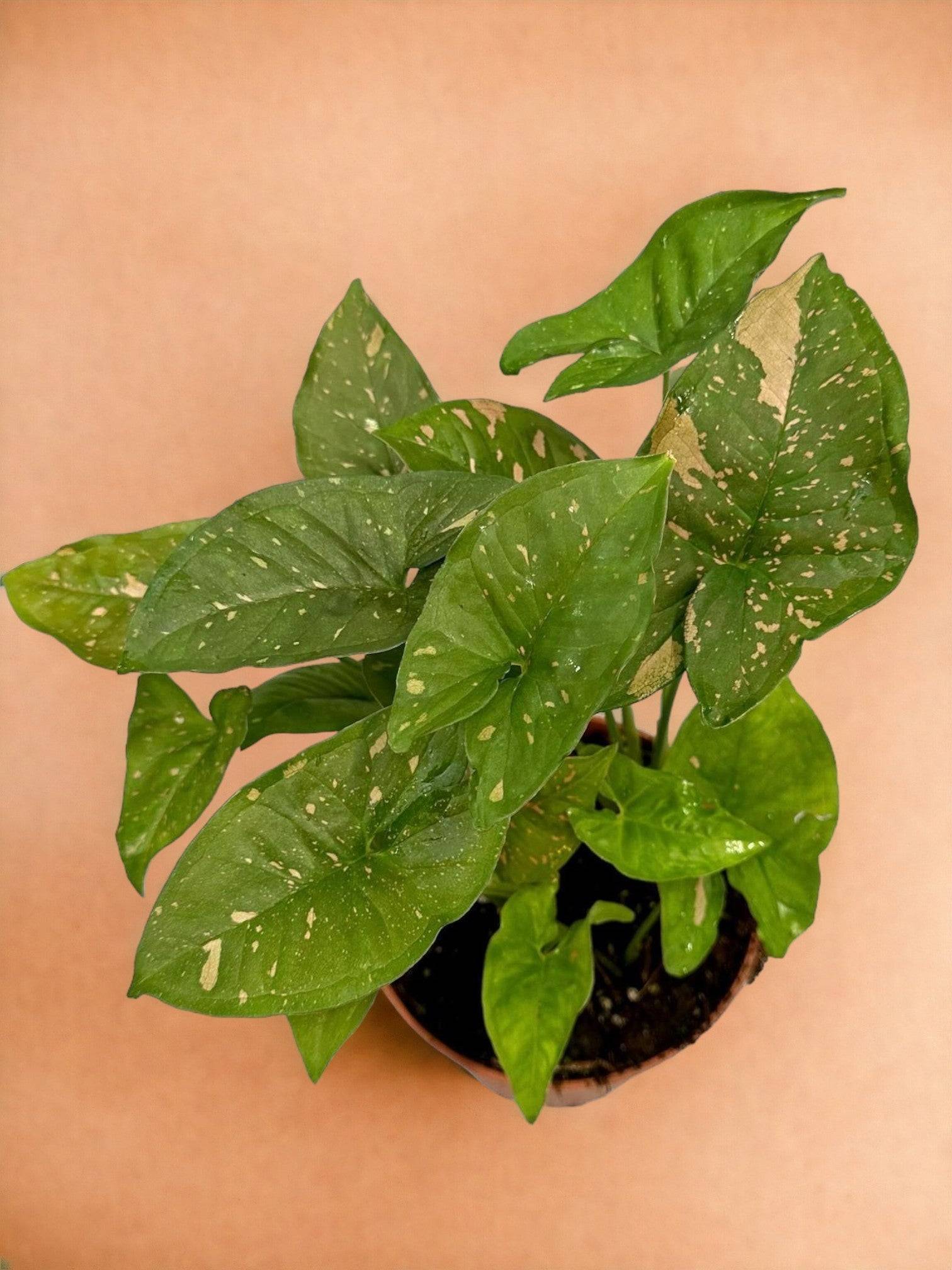 Syngonium Pink Splash Allusion- La Green Touch