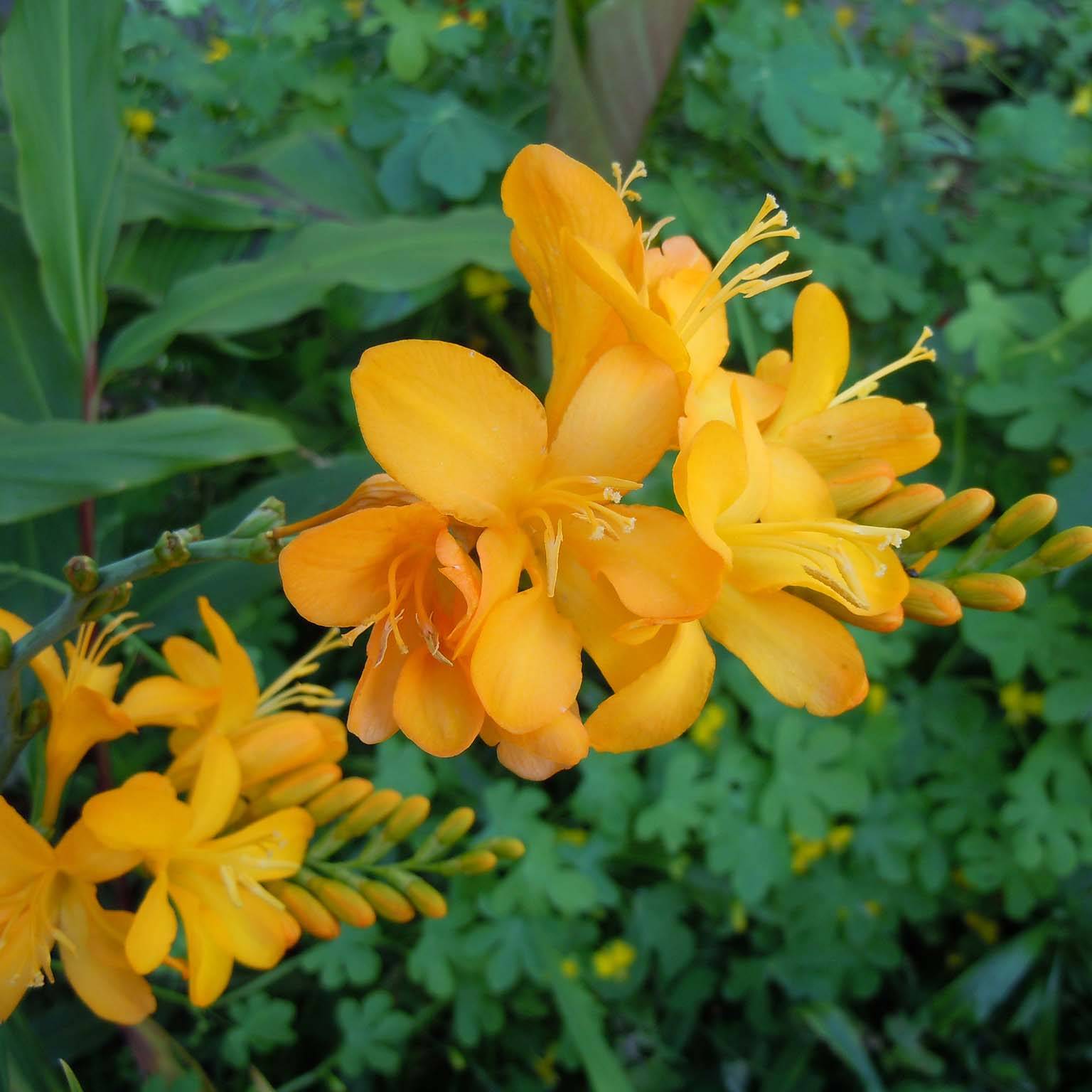 Promesse de Fleurs - Crocosmia hybride Paul's Best Yellow - Montbretia Godet de 8/9 cm