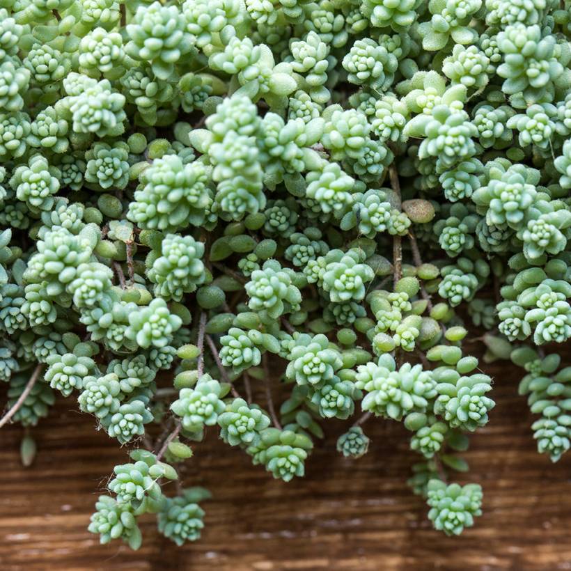 Promesse de Fleurs - Sedum dasyphyllum - Orpin à feuilles épaisses Pot de 1,5L/2L