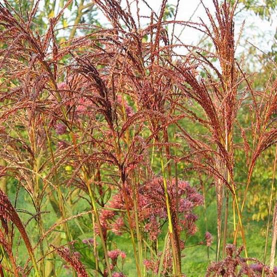 Miscanthus sinensis Sarabande - Eulalie, Roseau de Chine Godet de 8/9 cm