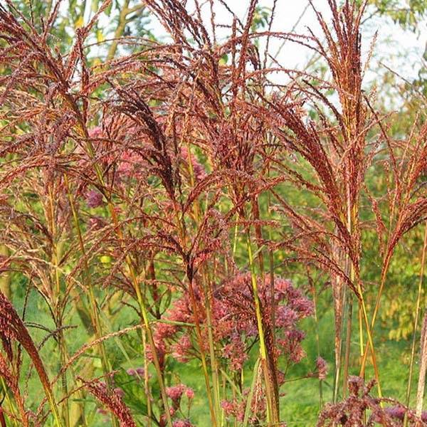 Miscanthus sinensis Sarabande - Eulalie, Roseau de Chine Godet de 8/9 cm