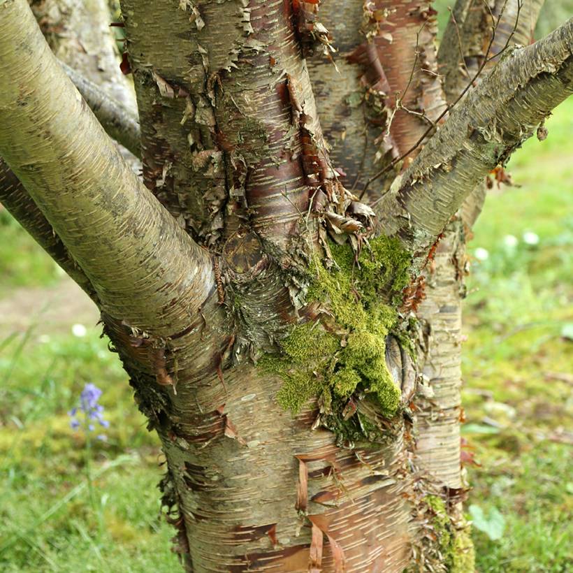 Bouleau de l'Himalaya - Betula utilis var. prattii Pot de 4L/5L