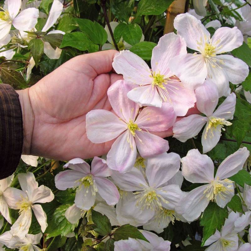 Clématite montana Giant Star® 'Gistar' à fleurs Rose - feuillage Caduc - Pot de 3L - Echelle bambou 60/120 cm-  hauteur à maturité De 5,00 m à 10,00 m - Image 8