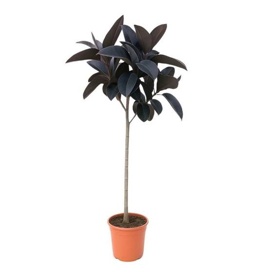 La Green Touch - Ficus Elastica Abidjan Stam - D24 H150cm