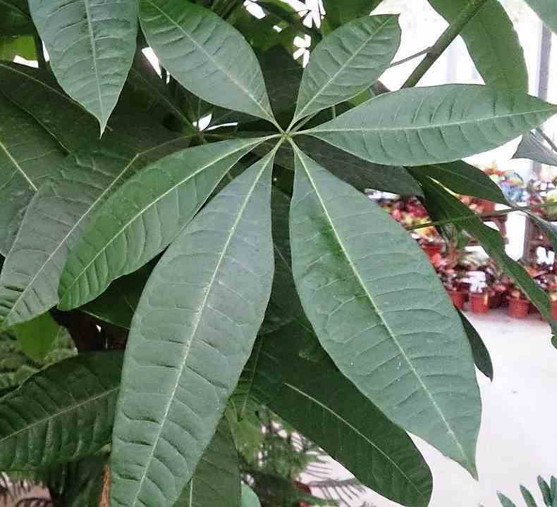 Sans Marque - Pachira aquatica (noix de Malabar, Châtaignier de Guyane, cacaoyer-rivière) Taille:Pot de 3 litres ? 60/80 cm - Image 4
