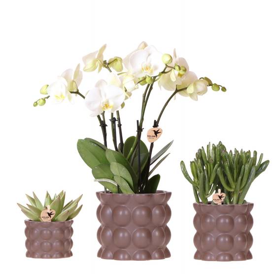 Orchidées - D6 H35cm - Image 1
