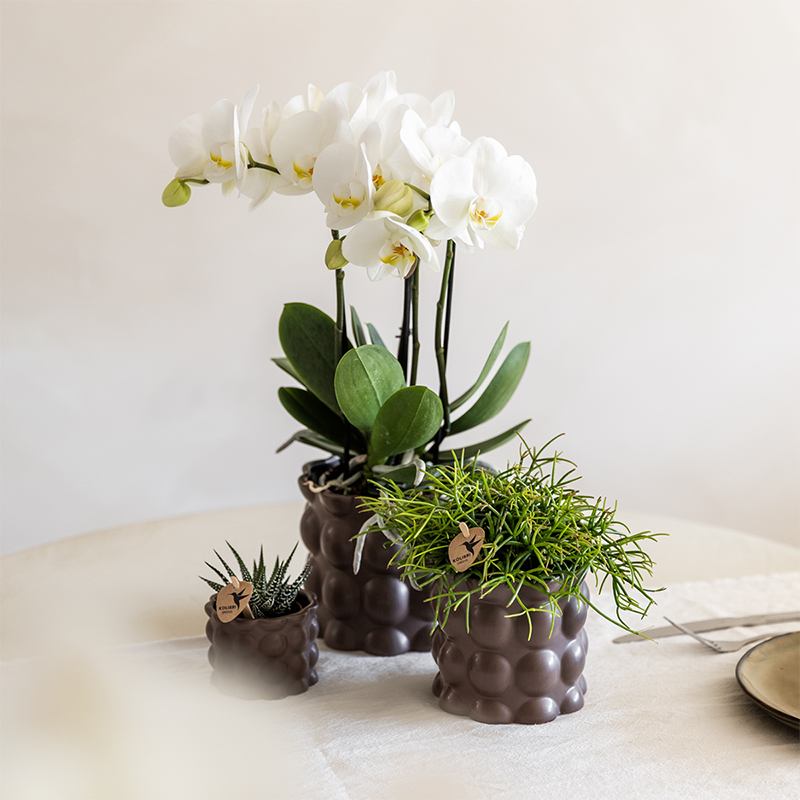 Orchidées - D6 H35cm - Image 2