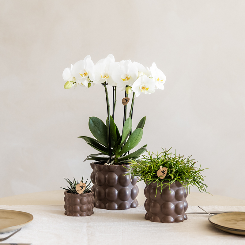 Orchidées - D6 H35cm - Image 4