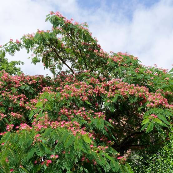 Albizia julibrissin Rosea - Arbre à soie rose Pot de 2L/3L - Image 1