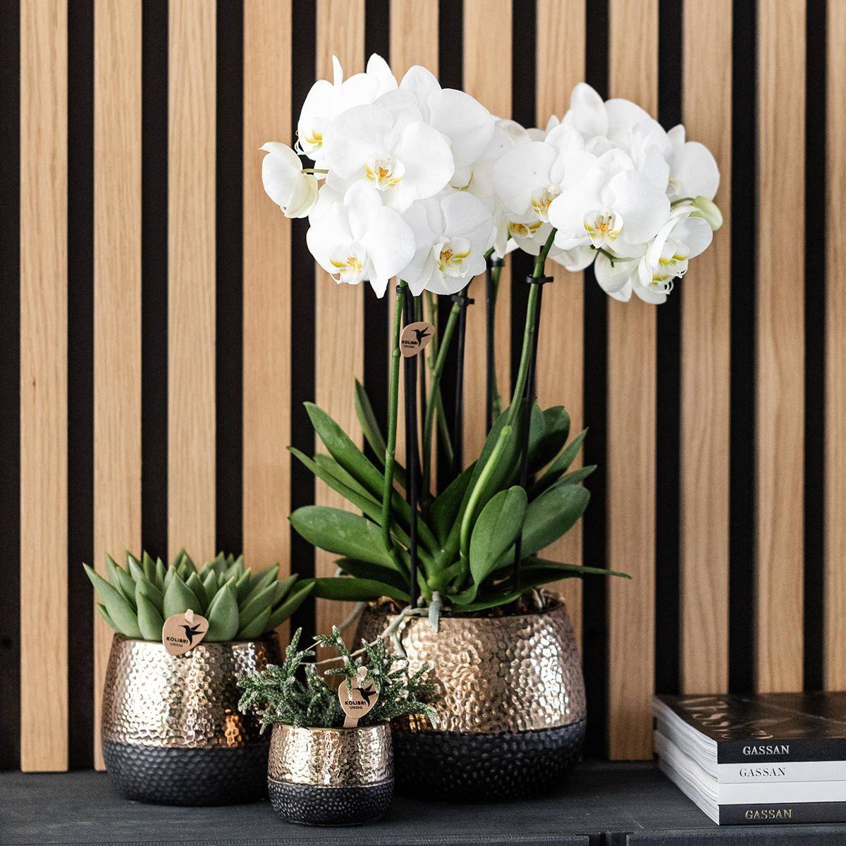 La Green Touch - Orchidée Bordeaux et son pot- La Green Touch Cuivre - Hauteur 35cm - Image 3