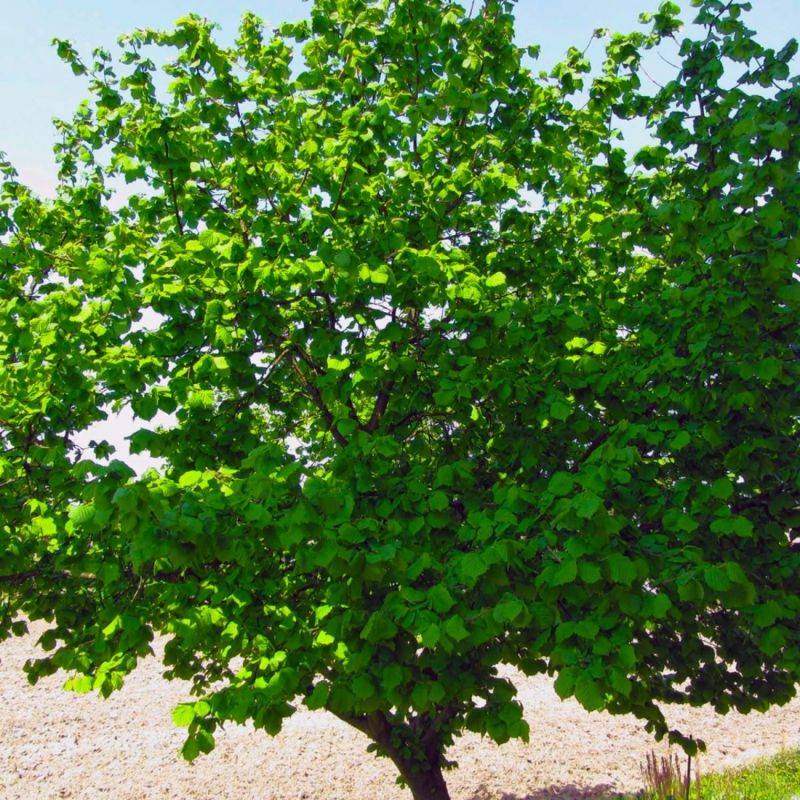 Noisetier Commun ou Coudrier (Corylus Avellana) - Godet - Taille 20/40cm - Pépinières Naudet
