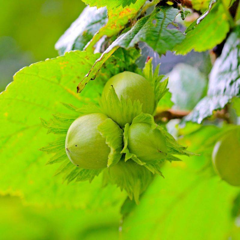 Noisetier Commun ou Coudrier (Corylus Avellana) - Godet - Taille 20/40cm - Pépinières Naudet - Image 2