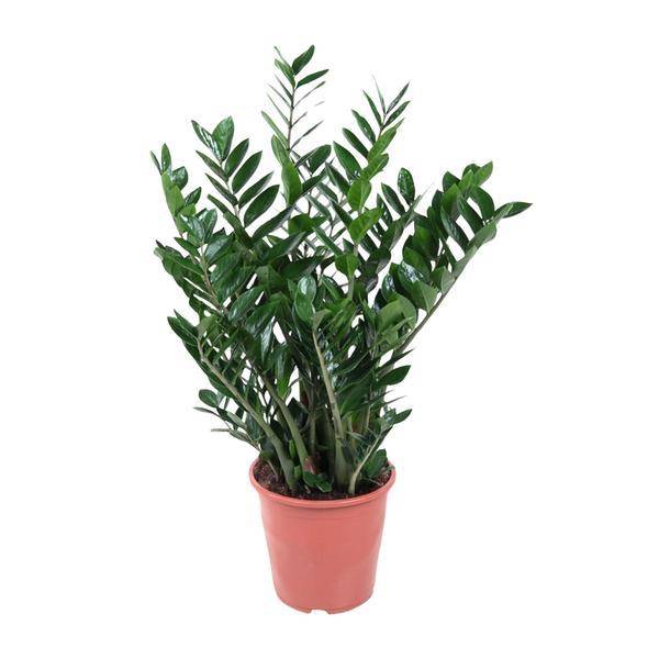 Zamioculcas - D21 H90cm