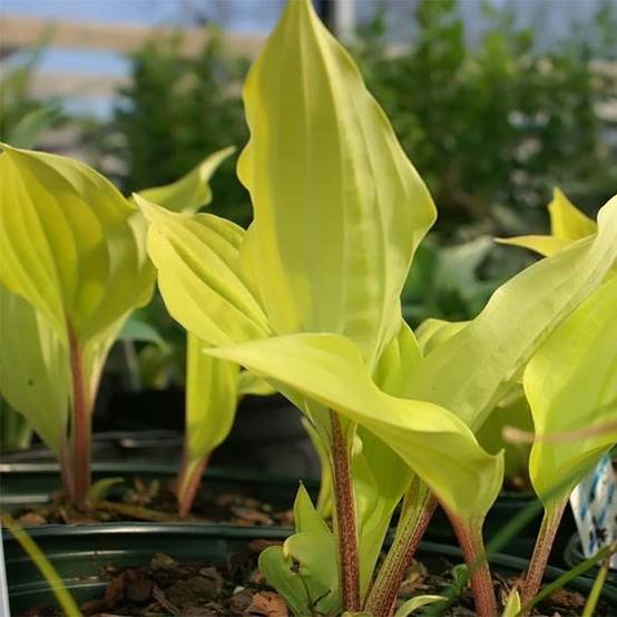 Promesse de Fleurs - Hosta fire Island Pot de 2L/3L