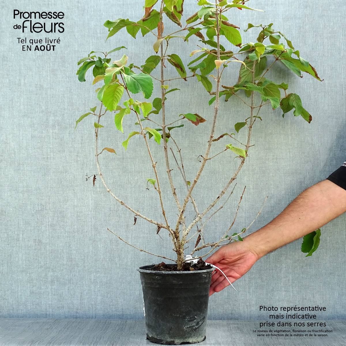 Promesse de Fleurs - Viorne de Chine - Viburnum plicatum Mariesii Great Star Pot de 4L/5L - Image 2