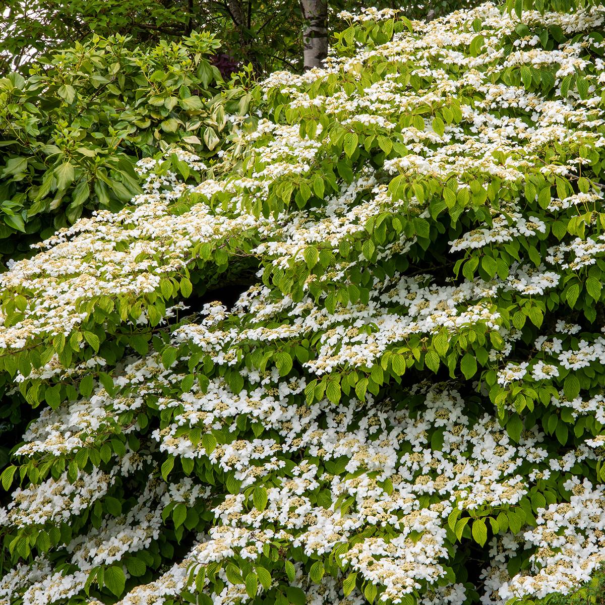 Promesse de Fleurs - Viorne de Chine - Viburnum plicatum Mariesii Great Star Pot de 4L/5L - Image 1