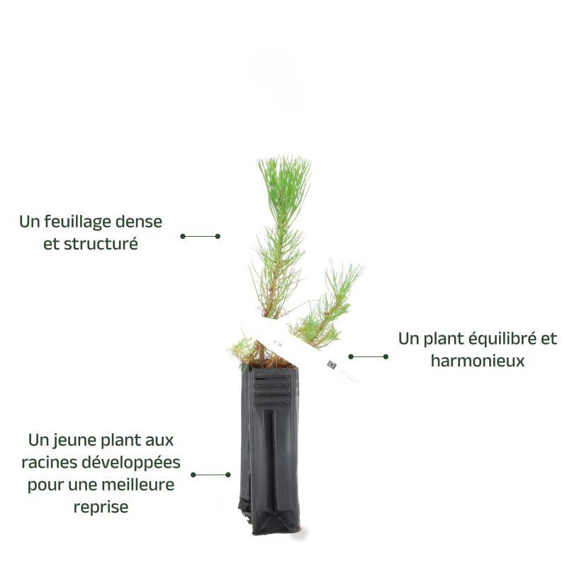 Pin maritime (Pinus pinaster) - Godet - Taille 20/40cm - Pépinières Naudet - Image 3