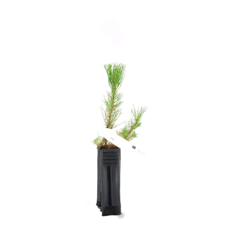 Pin maritime (Pinus pinaster) - Godet - Taille 20/40cm - Pépinières Naudet - Image 2