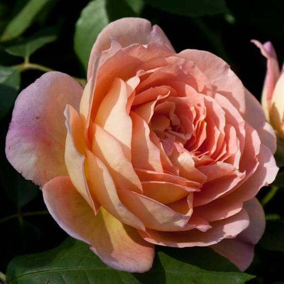 Promesse de Fleurs - Rosier Tige David Austin Lady Of Shalott Petites Racines nues, Tige, Tige de 70/90