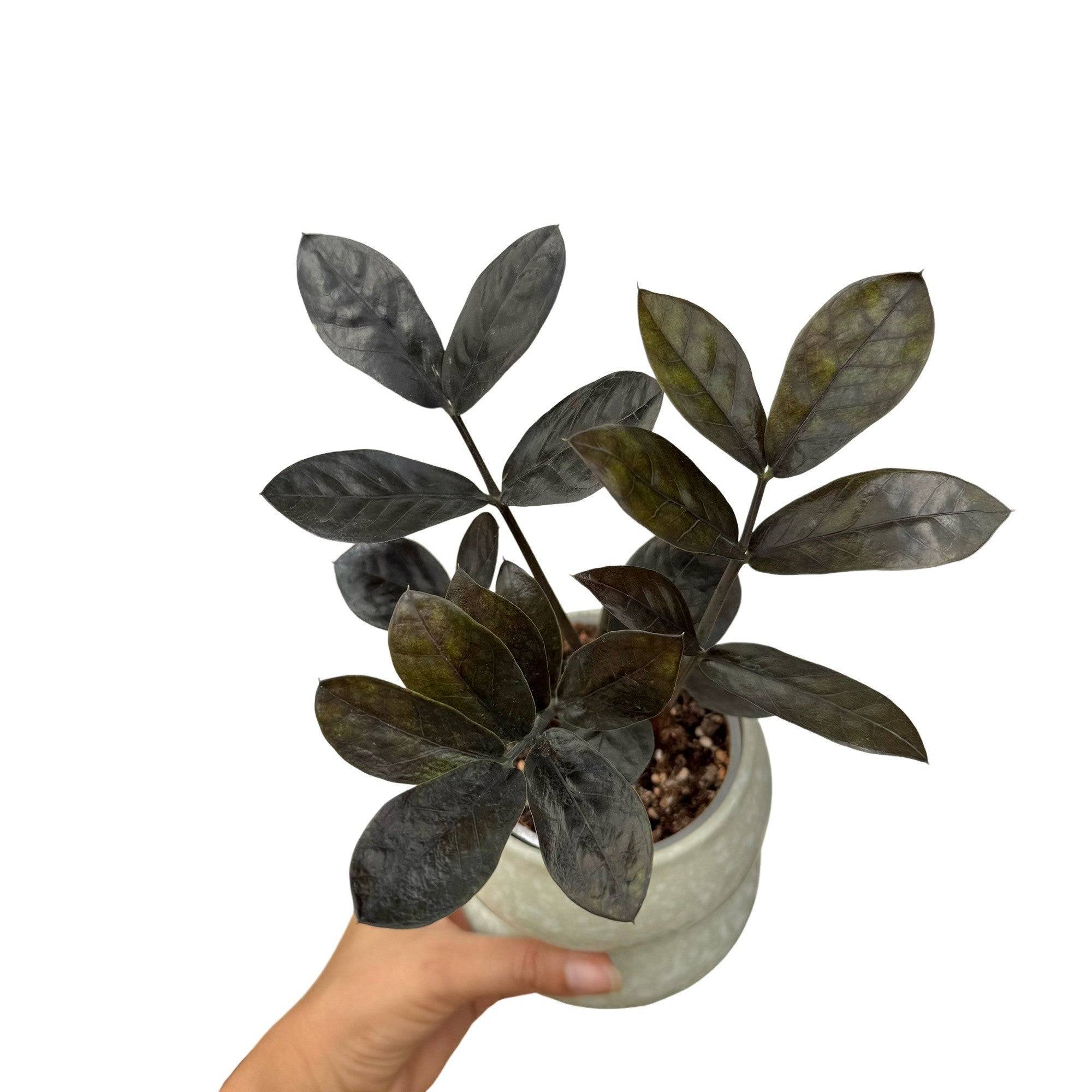 Zamioculcas Zamiifolia Raven - Pot de 9cm - Plantes d'intérieur - Image 2