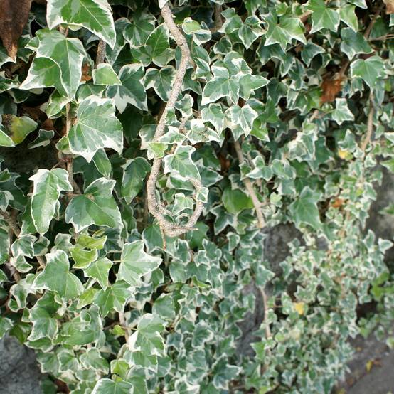 Lierre commun - Hedera helix Eva Pot de 2L/3L