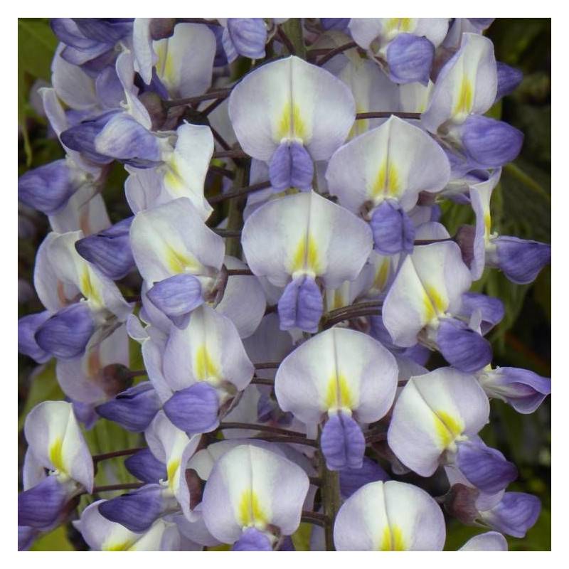 Glycine de formose à fleurs Blanche - feuillage Caduc - Godet - 5/20 cm-  hauteur à maturité De 5 à 15 m - Image 4