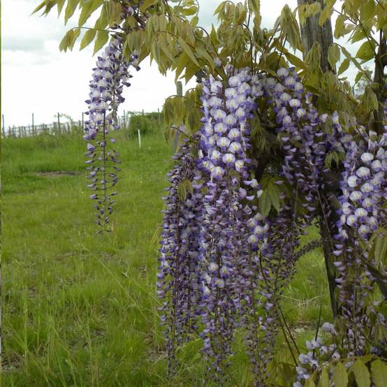 Glycine de formose à fleurs Blanche - feuillage Caduc - Godet - 5/20 cm- hauteur à maturité De 5 à 15 m - Image 8