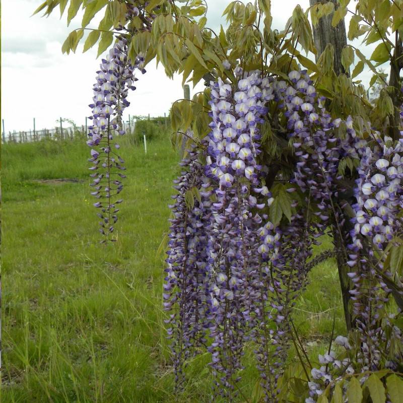 Glycine de formose à fleurs Blanche - feuillage Caduc - Godet - 5/20 cm-  hauteur à maturité De 5 à 15 m - Image 8