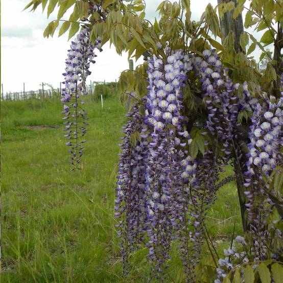 Glycine de formose à fleurs Blanche - feuillage Caduc - Godet - 5/20 cm- hauteur à maturité De 5 à 15 m - Image 1