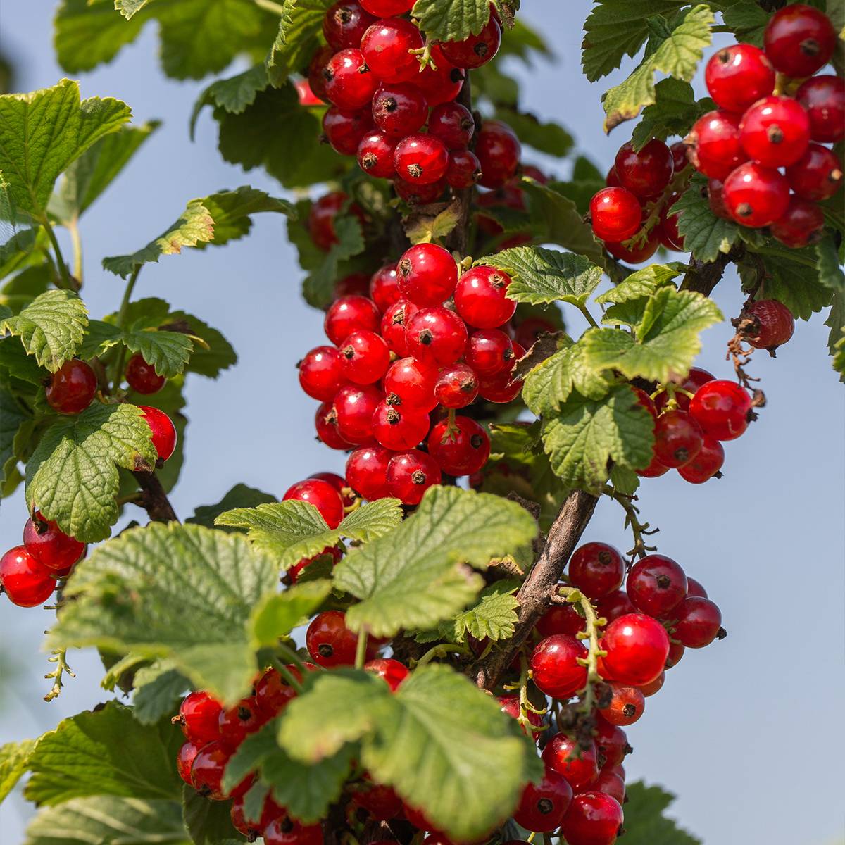 Groseillier à grappes rouges Delbard Giganta - Ribes rubrum Pot de 2L/3L