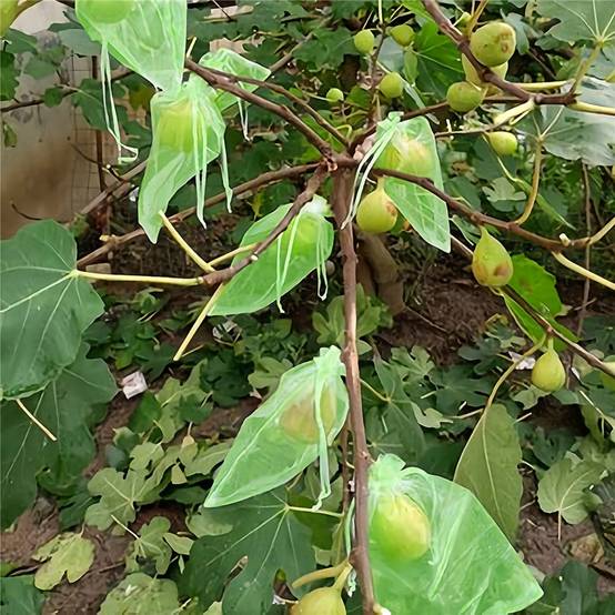 100 sacs de protection pour grappes de raisin - IntiMeg - Image 4