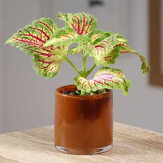 Coleus Spacecake Mini-plante