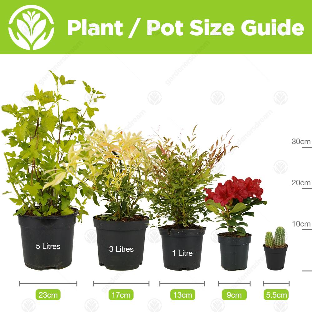 Gardenersdream - Zamioculca Zamiifolia Plante D’Intérieur - Arbuste D’Intérieur Plante En Pot 13 Cm - GardenersDream - Image 3