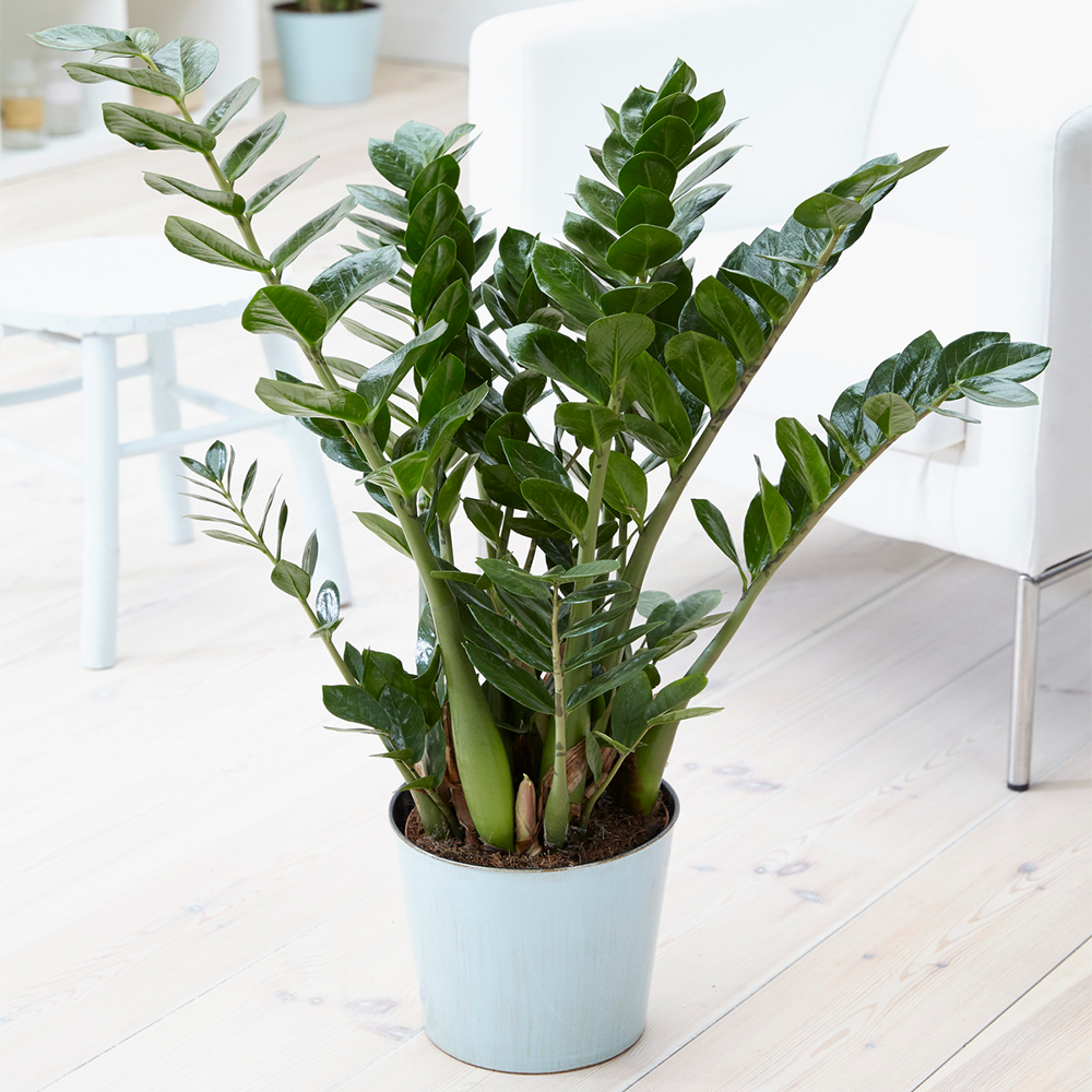 Gardenersdream - Zamioculca Zamiifolia Plante D’Intérieur - Arbuste D’Intérieur Plante En Pot 13 Cm - GardenersDream - Image 1