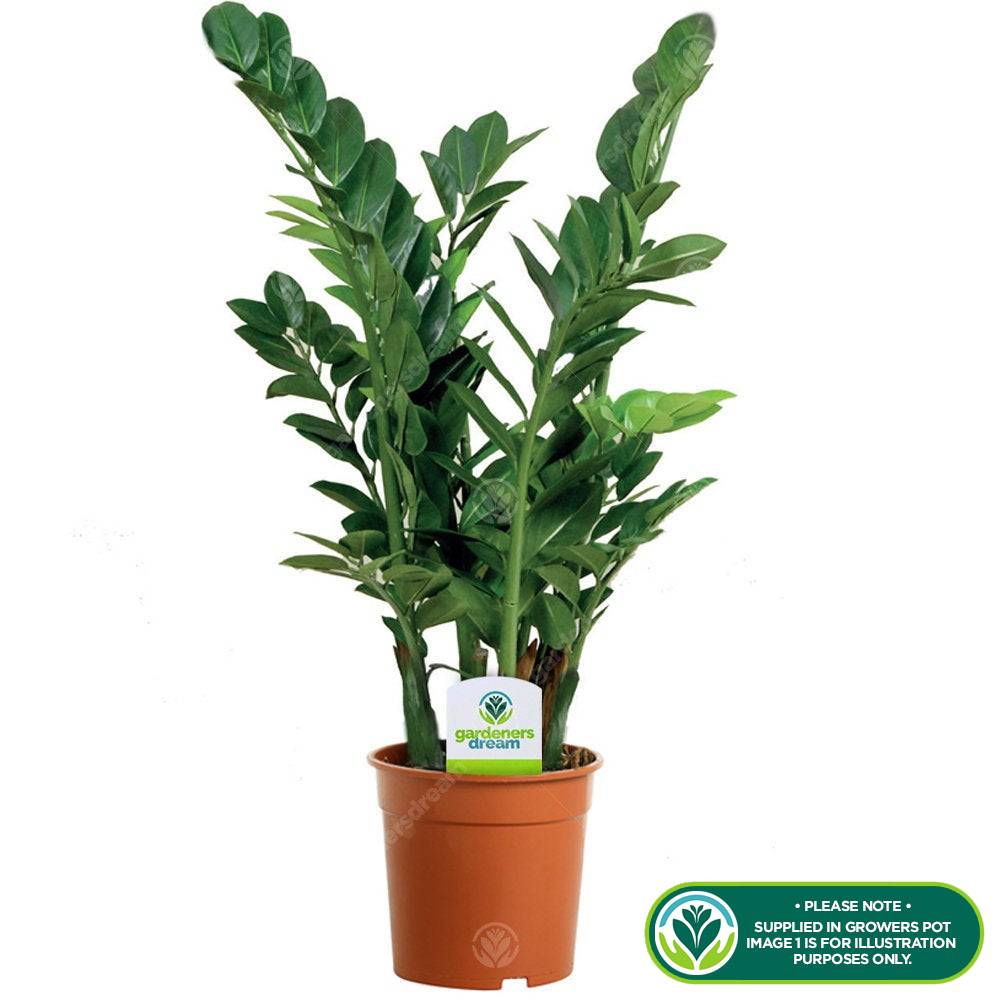 Gardenersdream - Zamioculca Zamiifolia Plante D’Intérieur - Arbuste D’Intérieur Plante En Pot 13 Cm - GardenersDream - Image 2