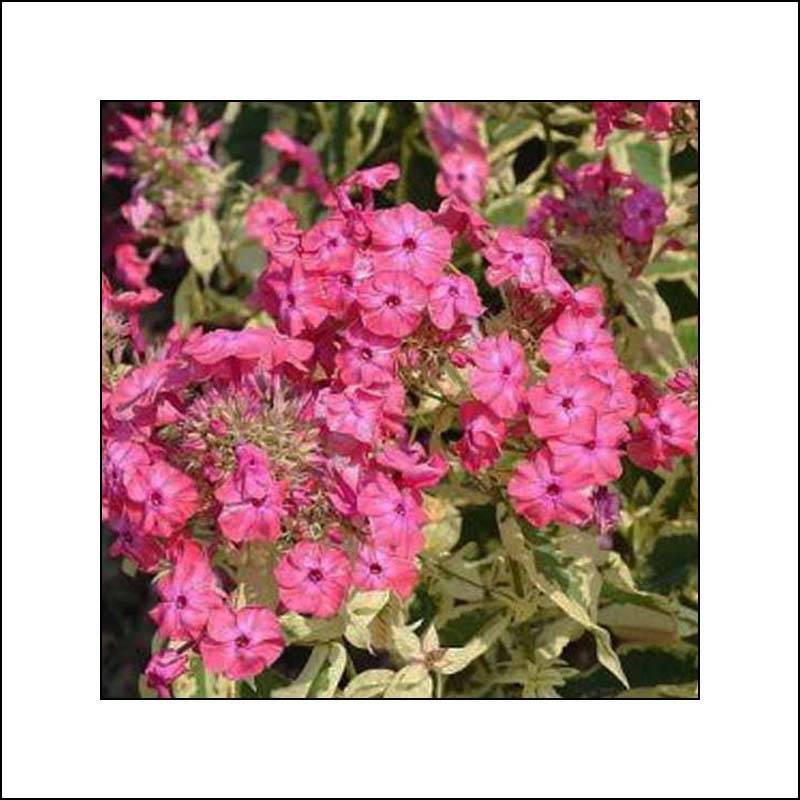 Promesse de Fleurs - Phlox paniculata Elisabeth Arden Godet de 8/9 cm