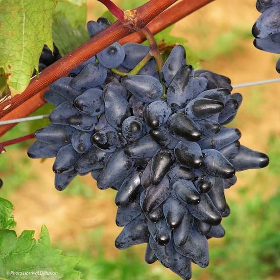 Vigne Philipp Pot de 4L/5L