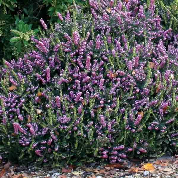Erica x darleyensis Winter Belles Phoebe, bruyère d'hiver Godet de 8/9 cm - Image 1