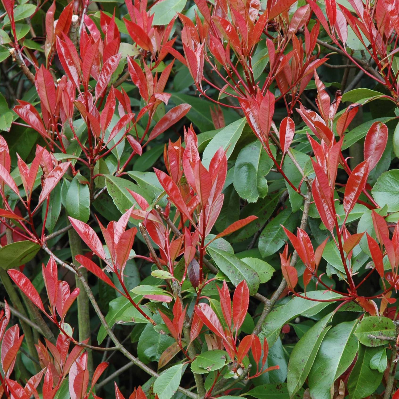 Photinia Little Red Robin Godet de 8/9 cm