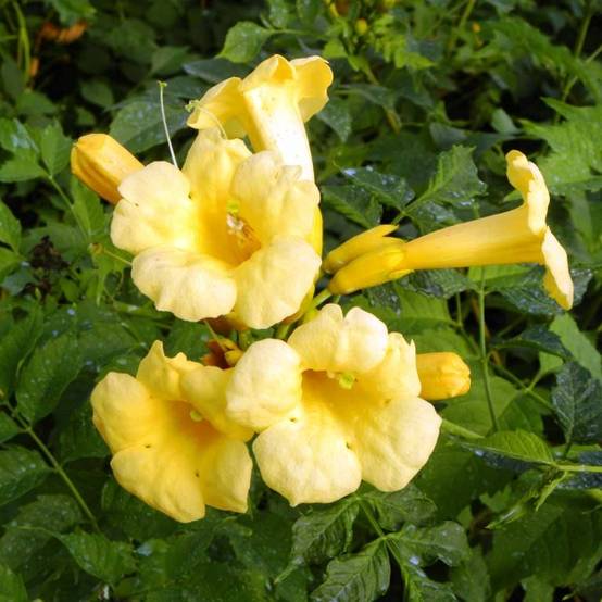 Promesse de Fleurs - Campsis radicans Yellow Trumpet (= Flava) - Bignone de Virginie Pot de 2L/3L