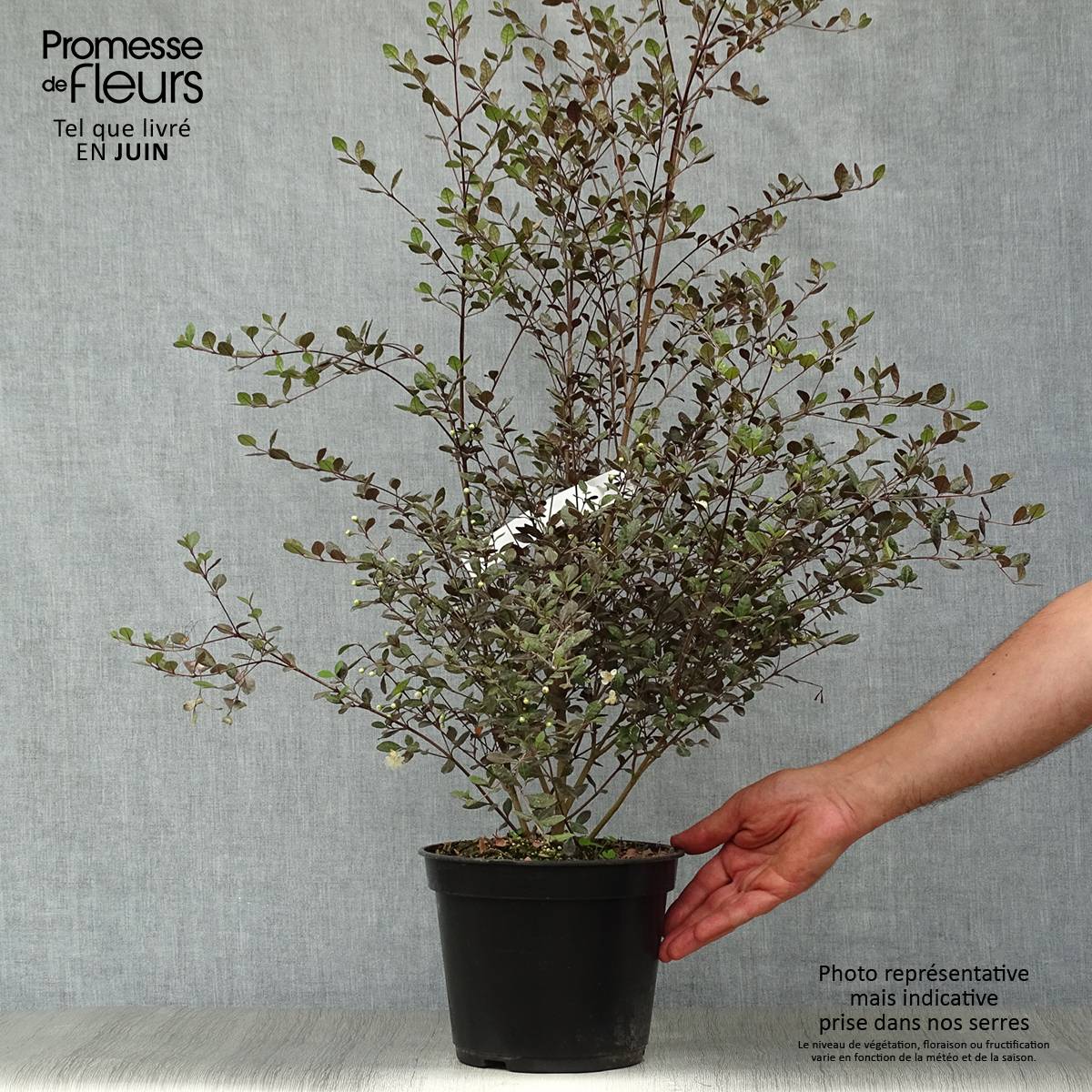 Promesse de Fleurs - Lophomyrtus Red dragon  Pot de 4L/5L - Image 2