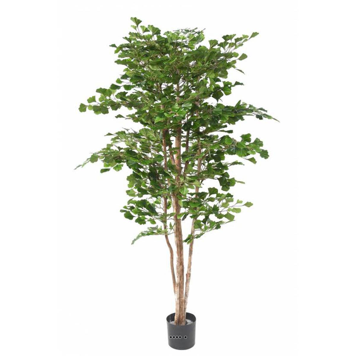 Artificielles - Gingko Artificiel Troncs bois naturels H 180 cm D 110 cm en pot