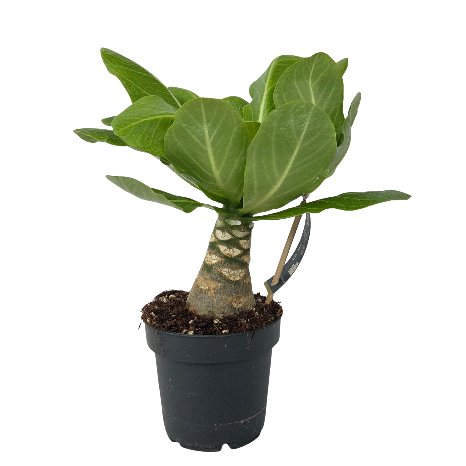 Plant In A Box - Palmier hawaïen - Brighamia insignis - Hauteur 25-35cm - Pot 12cm