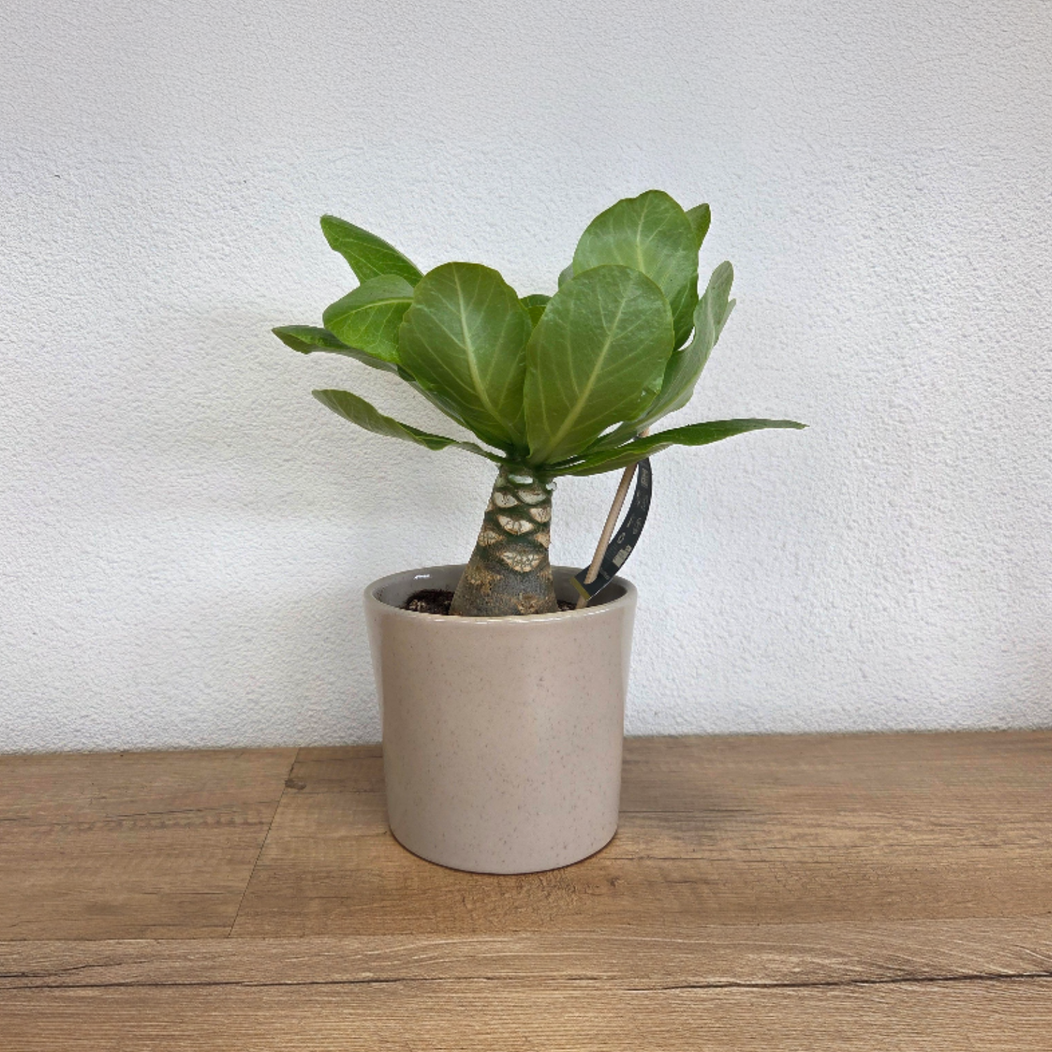 Plant In A Box - Palmier hawaïen - Brighamia insignis - Hauteur 25-35cm - Pot 12cm - Image 3