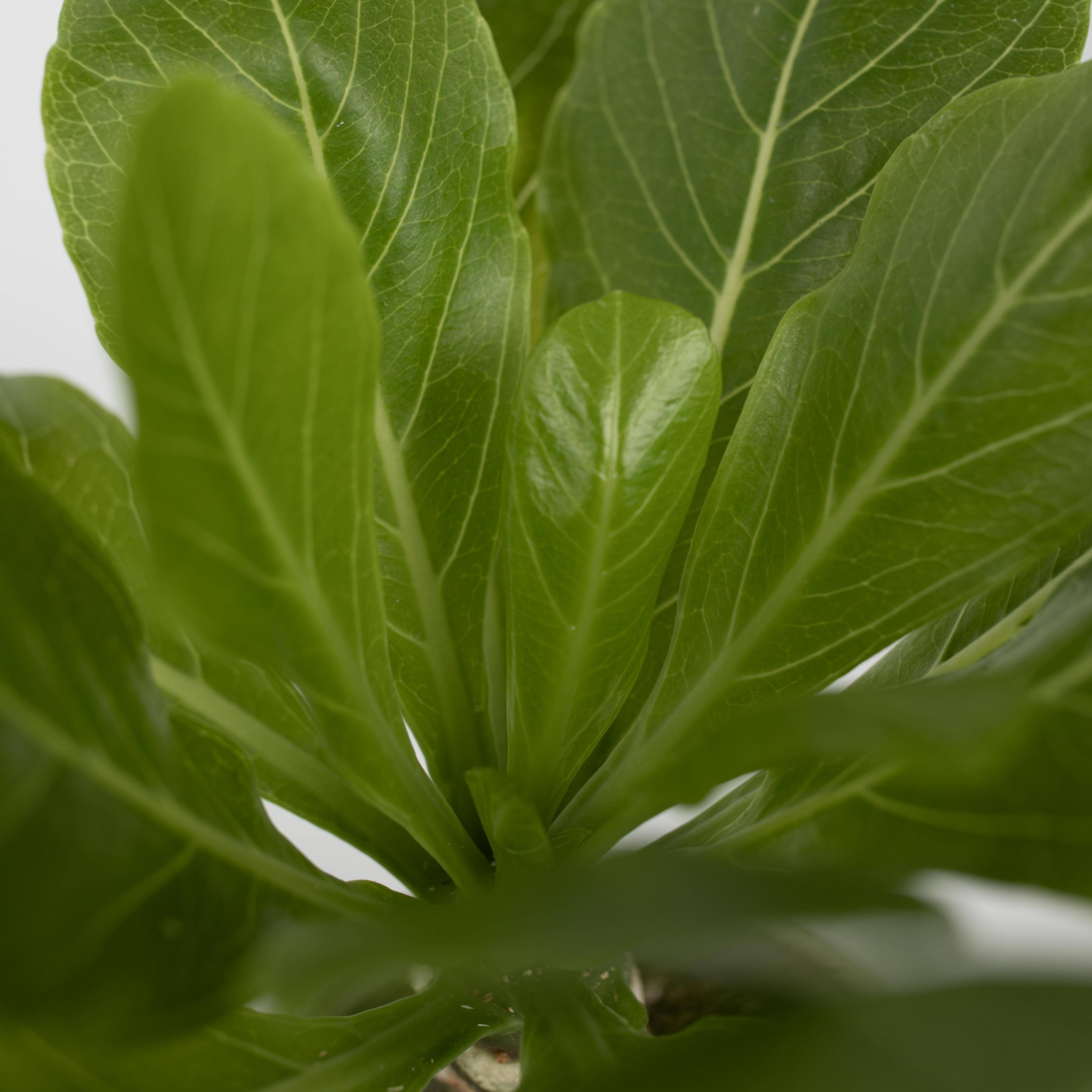 Plant In A Box - Palmier hawaïen - Brighamia insignis - Hauteur 25-35cm - Pot 12cm - Image 5